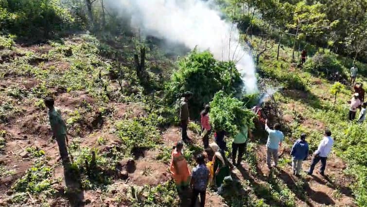 Andhra Pradesh Deploys Drone Technology To Combat Marijuana Cultivation In Anakapalli