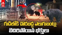 గుడిలోకి చొరబడ్డ ఎలుగుబంట్లు, బెదిరిపోయిన భక్తులు