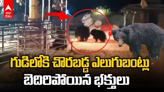 గుడిలోకి చొరబడ్డ ఎలుగుబంట్లు, బెదిరిపోయిన భక్తులు