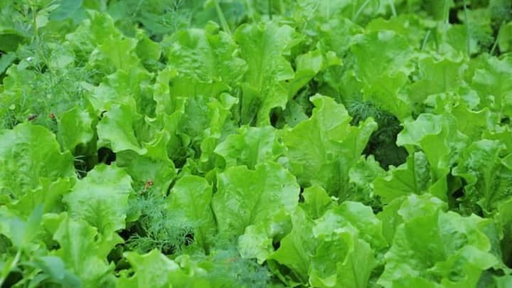 পালং বা বাঁধা কপির মতন সবুজ শাকসবজি খাওয়া ডায়াবেটিসের রোগীদের ক্ষেত্রে খুবই উপকারি। এদের মধ্যে প্রচুর পরিমাণ ফাইবার থাকে। কম থাকে কার্বহাইড্রেট। সেই সঙ্গে প্রচুর পরিমাণ অ্যান্টি অক্সিডেন্ট থাকে যা ডায়াবেটিস রোগীদের ক্ষেত্রে খুবই ভালো।(ছবি সৌজন্য- পিক্সাবে)