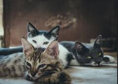 ਇਸ ਦੇਸ਼ ਵਿੱਚ ਇਨਸਾਨਾਂ ਨਾਲੋਂ ਜ਼ਿਆਦਾ ਨੇ ਬਿੱਲੀਆਂ, ਜਾਣੋ ਕੀ ਹੈ ਵਜ੍ਹਾ