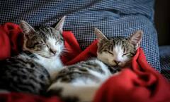 ਇਸ ਦੇਸ਼ ਵਿੱਚ ਇਨਸਾਨਾਂ ਨਾਲੋਂ ਜ਼ਿਆਦਾ ਨੇ ਬਿੱਲੀਆਂ, ਜਾਣੋ ਕੀ ਹੈ ਵਜ੍ਹਾ