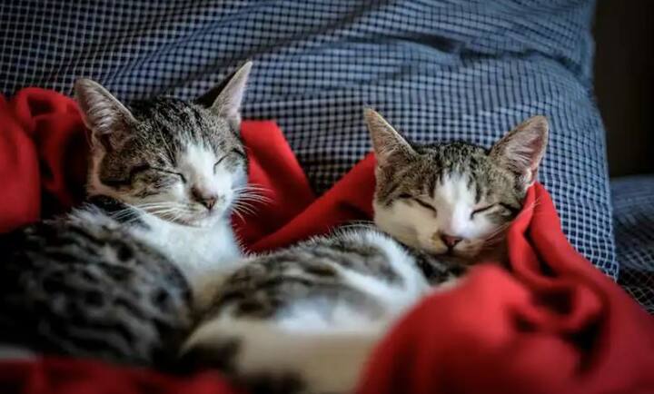 ਪਰ ਇਸ ਟਾਪੂ ਦੀ ਇਕ ਹੋਰ ਖਾਸੀਅਤ ਹੈ ਜੋ ਇਸ ਨੂੰ ਦੁਨੀਆ ਦੇ ਹੋਰ ਦੇਸ਼ਾਂ ਤੋਂ ਵੱਖ ਕਰਦੀ ਹੈ, ਅਸਲ ਵਿਚ ਇੱਥੇ ਇਨਸਾਨਾਂ ਨਾਲੋਂ ਜ਼ਿਆਦਾ ਬਿੱਲੀਆਂ ਹਨ। ਹਾਂ, ਤੁਸੀਂ ਇਹ ਸਹੀ ਸੁਣਿਆ ਹੈ! ਇਸ ਟਾਪੂ ਨੂੰ 