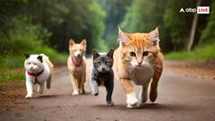 वो देश जहां इंसान से ज्यादा हैं बिल्लियां, ऐसा होता है नजारा