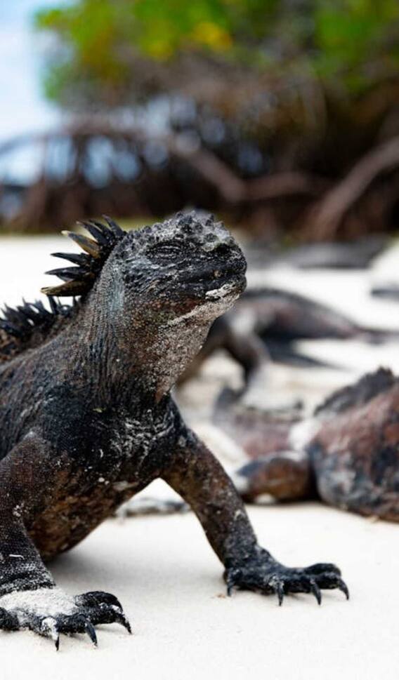 डायनासोर ही नहीं दुनिया से गायब हो गए ये विशालकाय जानवर