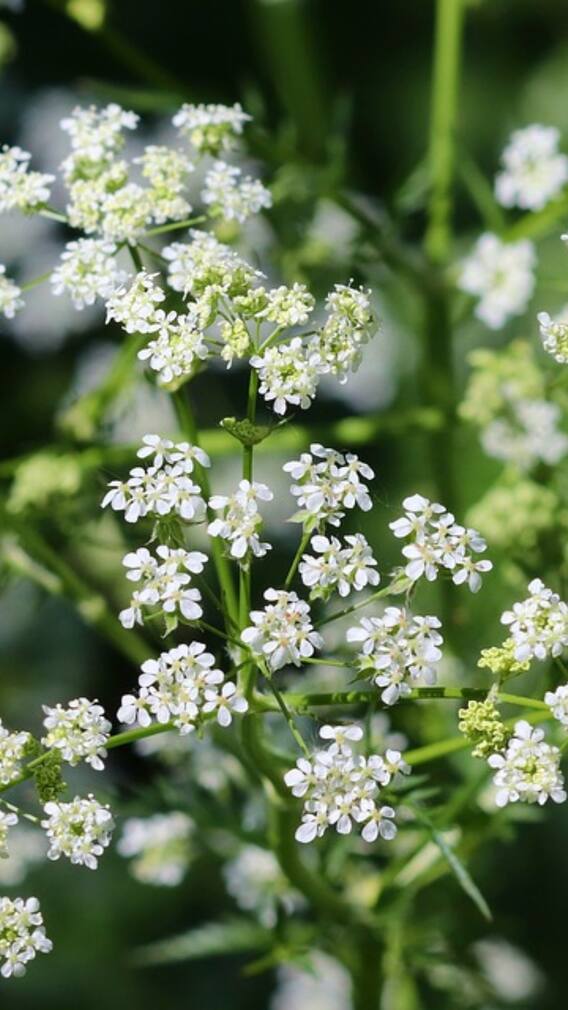 गमले में कैसे उगा सकते हैं जीरा?