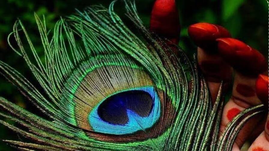 vastu-tips-morpankh-upay-to-remove-negative-energy-from-home-vastu-dosh Vastu Tips: ઘરમાં આ જગ્યાએ રાખો મોરપીંછ, પરિવાર પર થશે ખુશીઓનો વરસાદ