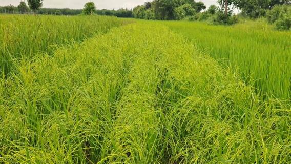 ਝੋਨੇ ਦੀ ਫਸਲ 'ਤੇ ਹੋਇਆ ਵਾਇਰਸ ਦਾ ਹਮਲਾ, ਜਾਣੋ ਕਿੰਨਾ ਖ਼ਤਰਨਾਕ ?