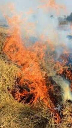 Haryana Pollution: रोहतक में पराली जलाने की घटनाएं आई सामने | ABP Shorts