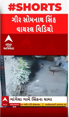 Gir Somnath Lion: ગામમાં રસ્તા વચ્ચે જ સિંહોએ નાંખ્યા ધામા, વાહનચાલકો પરેશાન