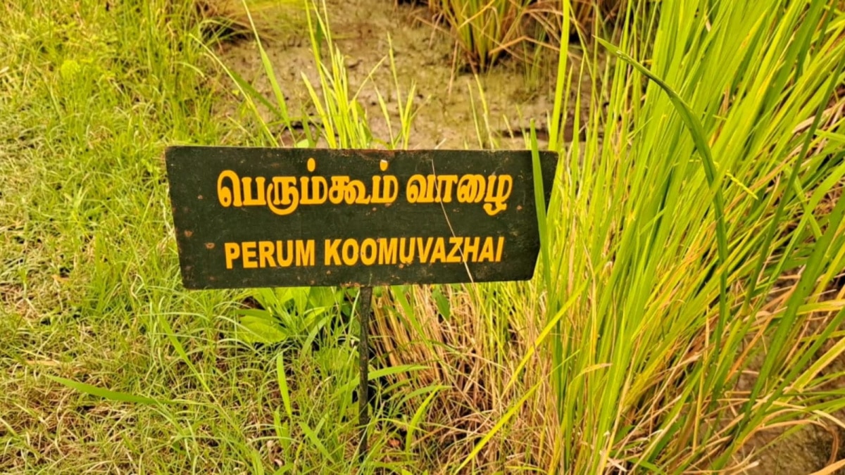 இவ்வளவு பாரம்பரிய நெல் வகைகளா ? கேட்டாலே ஆச்சரியம் தான்.. தமிழ்நாடு முழுவதும் விதை சப்ளை