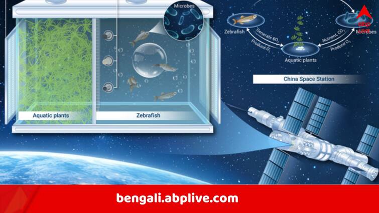 Chinese astronauts successfully rear zebrafish in space set new record Chinese Zebrafish in Space: মহাকাশে সফল মাছচাষ, নয়া নজির গড়ল চিন