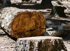 ਇੱਕ ਦਰੱਖਤ ਨੂੰ ਕੱਟਣ ਤੋਂ ਬਾਅਦ ਬਣਾਏ ਜਾ ਸਕਦੇ ਨੇ ਕਿੰਨੇ ਟਿਸ਼ੂ ਪੇਪਰ ?ਜਾਣੋ  ਜਵਾਬ