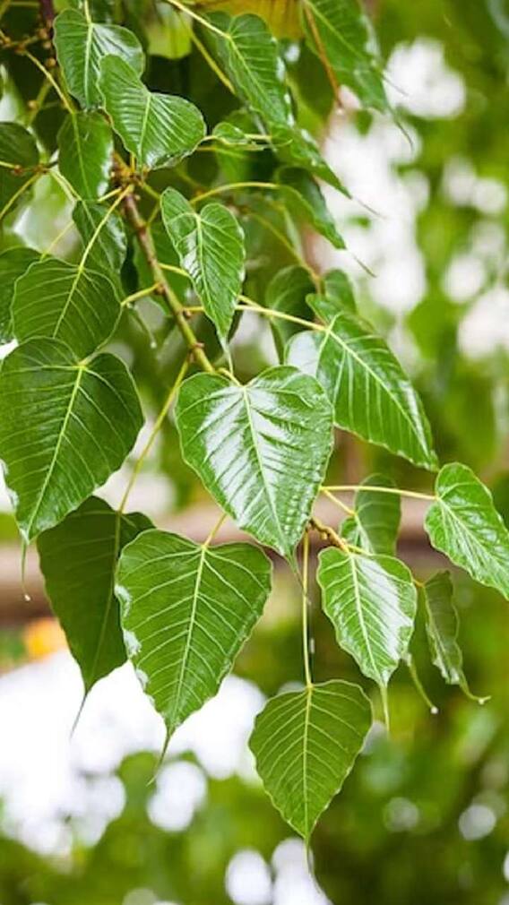 પીપળાના પાન ખાવાથી ક્યા રોગો કન્ટ્રોલમાં રહે છે?