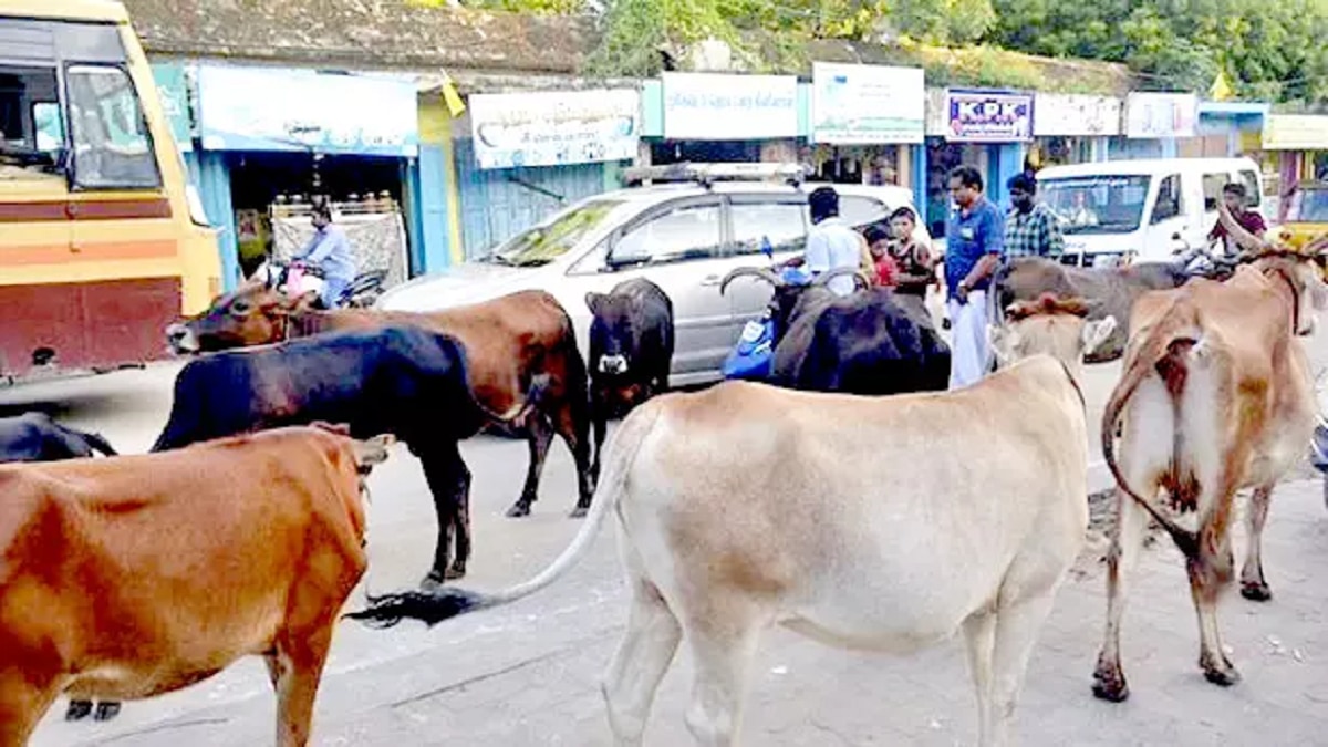 ஓரம்போ... ஓரம்போ... ருக்மணி குடும்பதோடு வர்றா உலா: கதறும் வாகன ஓட்டிகள்