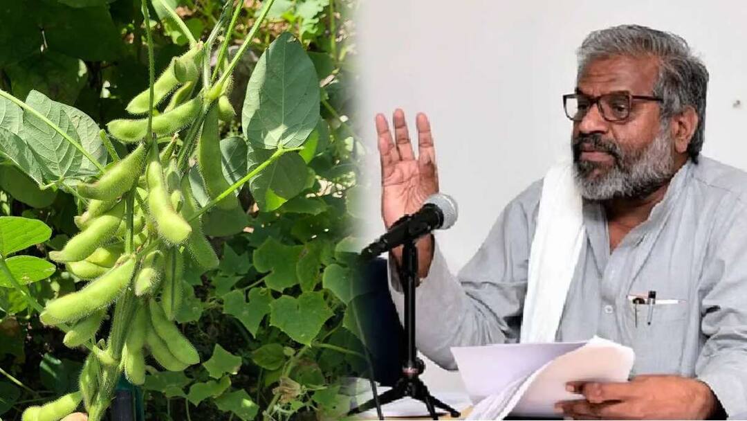 Soybean farmers get relief moisture condition for sale relaxed from 12 percent to 15 percent Agricultural Value Commission decision on Maharashtra Vidhan Sabha Election 2024 सोयाबीन उत्पादक शेतकऱ्यांना दिलासा, विक्रीसाठीच्या मॉईश्चरची अट शिथिल; राज्य कृषी मूल्य आयोगचा निर्णय