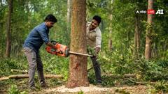 ਇੱਕ ਦਰੱਖਤ ਨੂੰ ਕੱਟਣ ਤੋਂ ਬਾਅਦ ਬਣਾਏ ਜਾ ਸਕਦੇ ਨੇ ਕਿੰਨੇ ਟਿਸ਼ੂ ਪੇਪਰ ?ਜਾਣੋ  ਜਵਾਬ