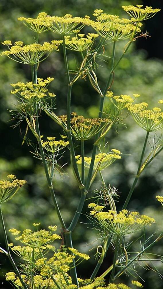 गमले में सौंफ का पौधा कैसे उगा सकते हैं?