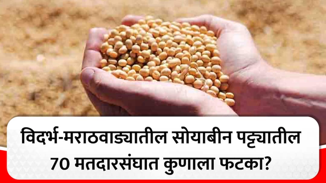 soyabean rate msp effect on vidarbha marathwada politics agriculture crop issue in elections Maharashtra Vidhan Sabha Election 2024 Soyabean : निवडणुकीचा प्रचार 'सोयाबीन' या चार अक्षराभोवती, मराठवाडा-विदर्भातील 70 मतदारसंघात कुणाला फटका बसणार? 