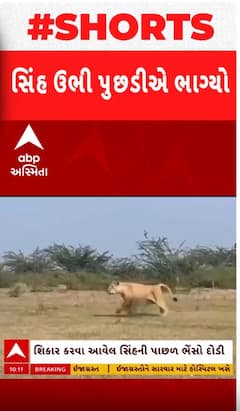 Amreli Lion: આ જુઓ શિકારી સિંહને ભેંસે ઊભી પૂંછડીએ ભગાડ્યો,  Viral Video