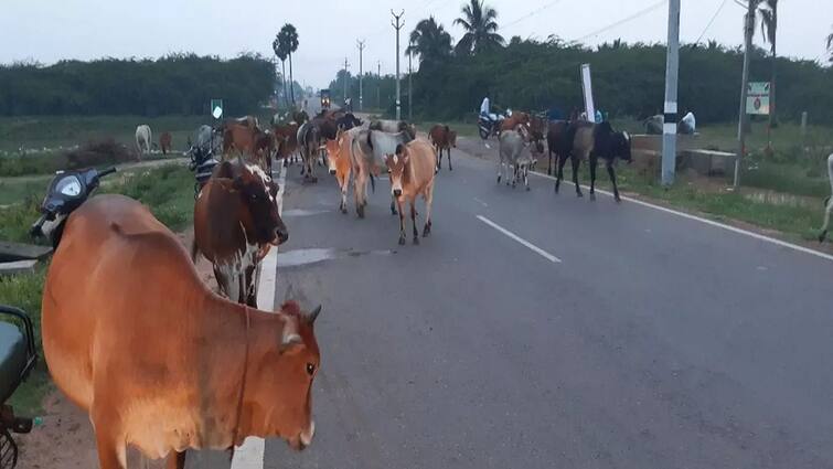 Thanjavur news Cows roaming around Tanjore roads obstructing traffic were caught tnn ஓரம்போ... ஓரம்போ... ருக்மணி குடும்பதோடு வர்றா உலா: கதறும் வாகன ஓட்டிகள்