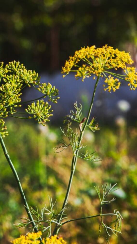 गमले में कैसे उगा सकते हैं हींग?