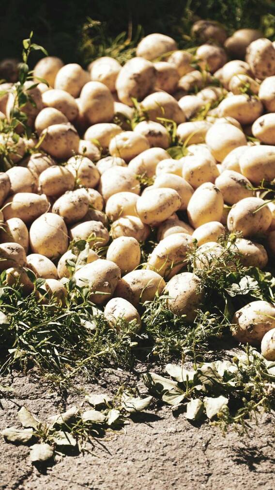 यूपी के इन जिलों में होती है आलू की खेती