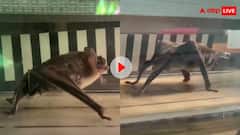 ट्रेडमिल पर 'उसेन बोल्ट' की तरह दौड़ता दिखा चमगादड़, यूजर्स बोले- यह खून पीने का असर