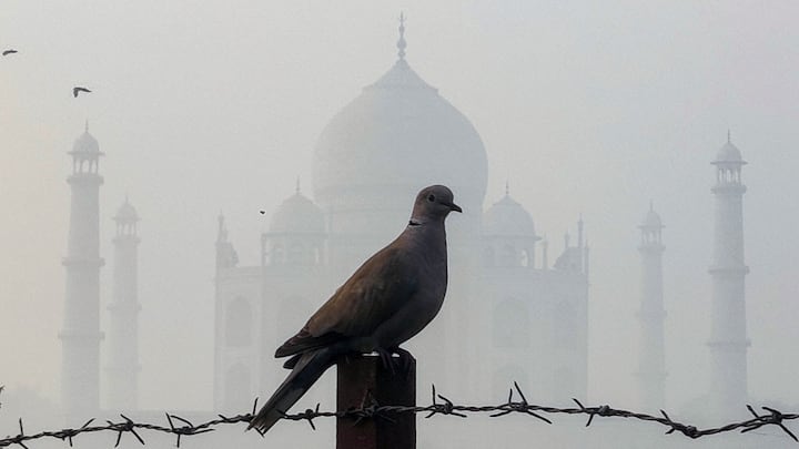 Delhi-NCR is covered in a thick blanket of smog, and the air quality has dipped to 'severe' in many areas. Other than Delhi, its neighbouring areas and other parts of India are also covered with smog.