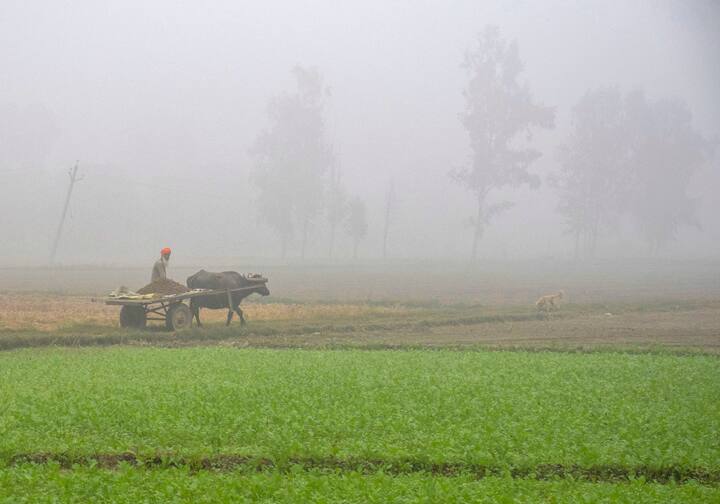 A worker at a field amid low visibility due to smog, on the outskirts of Amritsar, Saturday, Nov. 16, 2024. (Source: PTI)