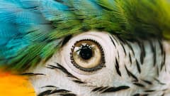 किस जानवर को किस रंग में नजर आती है दुनिया? जानकर हैरान रह जाएंगे आप