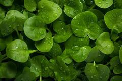 एनर्जी का पावरहाउस है ये सब्जी, कम कर देती है इन खौफनाक बीमारियों का खतरा