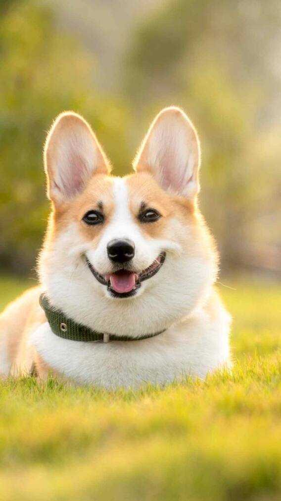 ये हैं सबसे ताकतवर एशियाई डॉग्स की ब्रीड