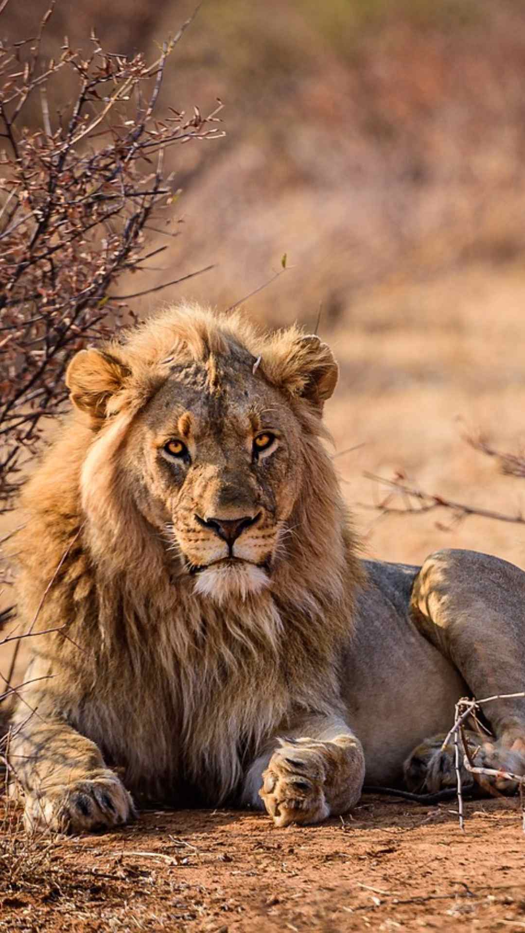 शेरों के व्यवहार और