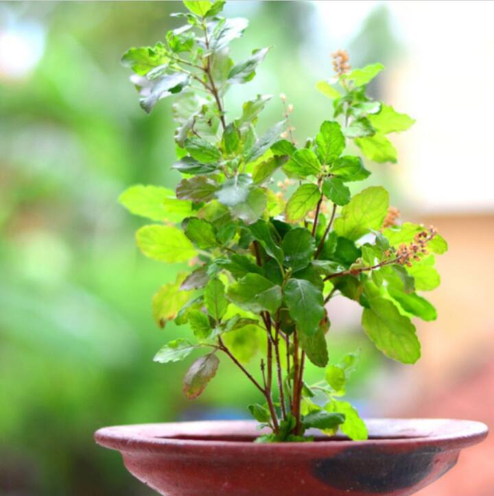 संध्याकाळच्या वेळी तुळशीची पानेही तोडू नयेत. तुम्ही असं केल्यास तुम्हाला दोष लागू शकतो. आणि देवी लक्ष्मी नाराज होऊ शकते.