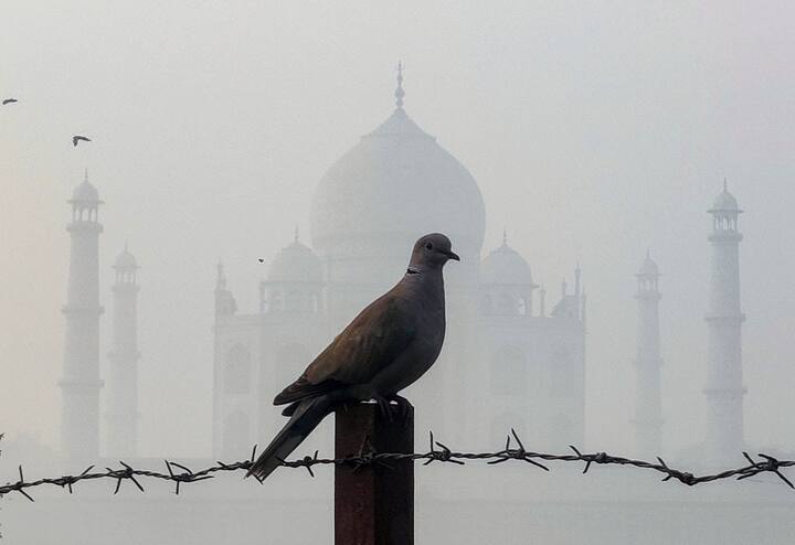 A dove sits on a fence pole near Taj Mahal on a smoggy day, in Agra, Friday, Nov. 15, 2024. (Source: PTI)