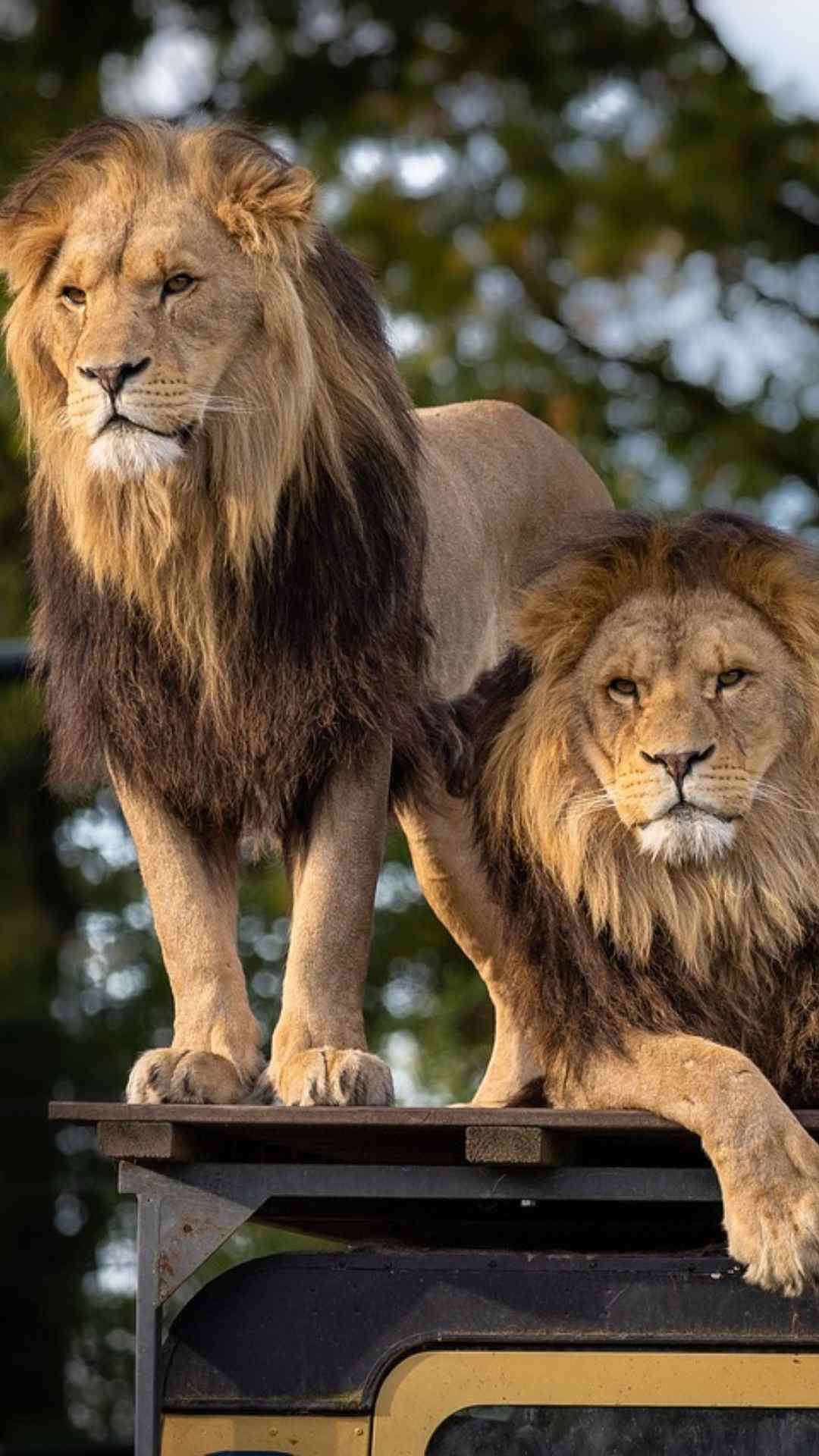 जिसे केवल विशेषज्ञों के