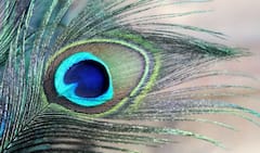 મોરપંખને ઘરમાં આ જગ્યા પર રાખી દો, થશે પૈસાનો થશે વરસાદ