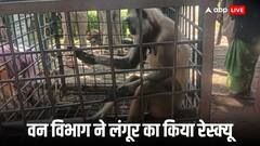 शख्स ने दो साल तक लंगूर को पिंजरे में रखा कैद, पेटा इंडिया की शिकायत पर वन विभाग ने मामला किया दर्ज