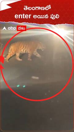 తెలంగాణలో ప్రవేశించిన పులి..