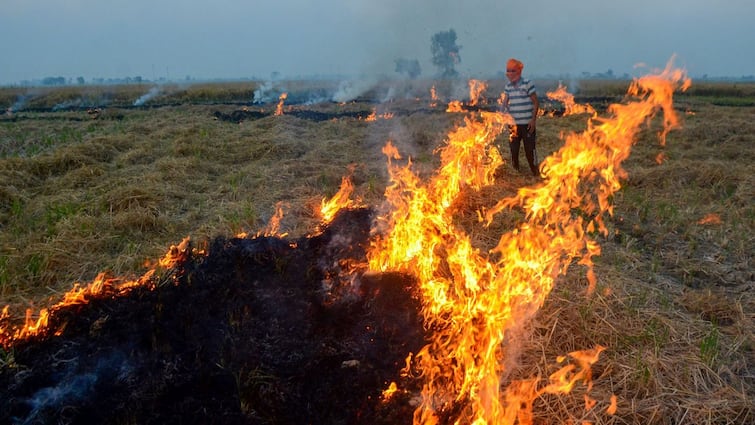 Punjab Reports 1,251 Fresh Farm Fires Today Even As Delhi Chokes Under 'Severe Plus' AQI