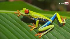 मेंढक का जहर आता है इस काम, होता है कई बीमारियों का इलाज