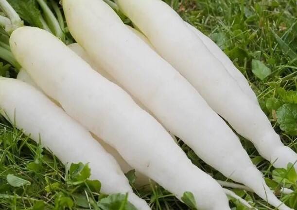 ખોરાકમાં ઘણીવાર વિવિધ વસ્તુઓનો સમાવેશ કરવામાં આવે છે. કેટલીક વસ્તુઓ જો મિશ્રણમાં ખાવામાં આવે તો તે સ્વાસ્થ્ય માટે વધુ ફાયદાકારક હોય છે, કેટલીક વસ્તુઓ એકલા જ શરીરને ઘણા પોષક તત્વો પ્રદાન કરે છે, જ્યારે ઘણી વસ્તુઓ એવી હોય છે જેને મિશ્રણમાં ખાવામાં આવે તો શરીરને ફાયદા કરતાં વધુ નુકસાન થાય છે.