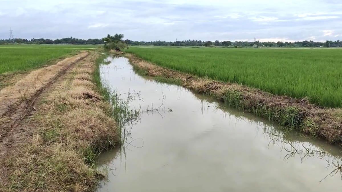 அதிகாரிகள் இடையே ஏற்பட்ட குழப்பம் - பாதிக்கப்பட்ட விவசாயிகள்; மயிலாடுதுறையில் அவலம்....!