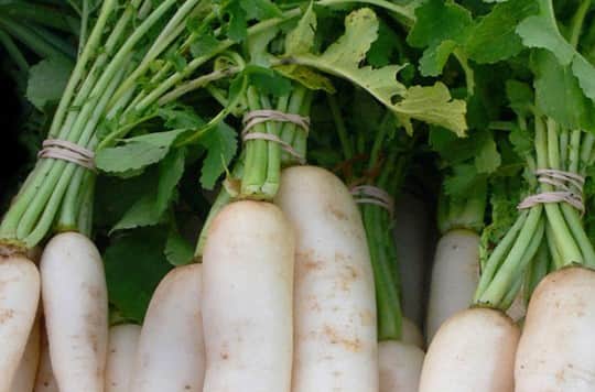 દૂધ સાથે મૂળાનું સેવન કરવાથી હાર્ટબર્ન એટલે કે છાતીમાં બળતરા થઈ શકે છે. તેનાથી એસિડિટી અને પેટમાં દુખાવો પણ થઈ શકે છે. તેથી જ મૂળા સાથે દૂધનું સેવન ટાળવાનું કહેવાય છે.