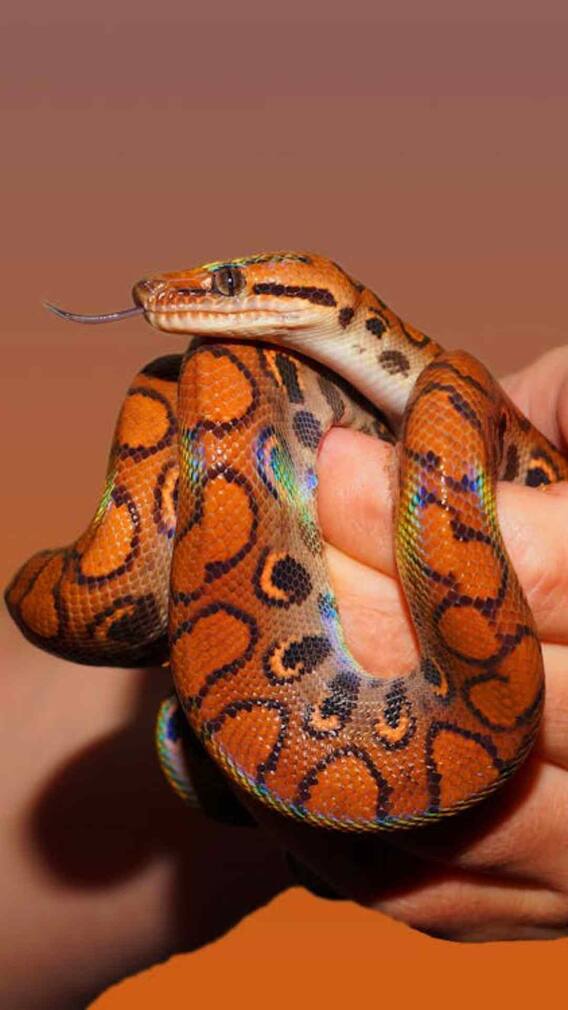 क्या सांप की तरह इंसान में भी होता है जहर?