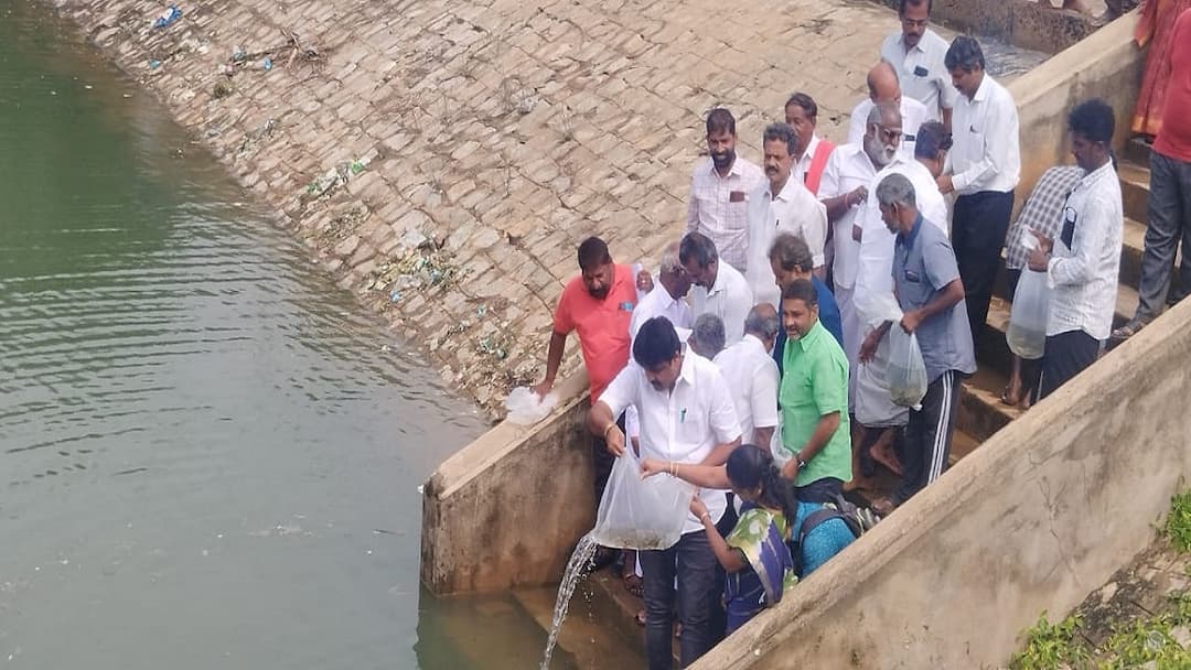 Thanjavur Marikulam 7,000 fish hatchlings inaugurated by Mayor San Ramanathan tnn தஞ்சாவூர் மாரிக்குளத்தில் 7 ஆயிரம் மீன் குஞ்சுகள் விடும் நிகழ்ச்சி: மேயர் தொடங்கி வைப்பு