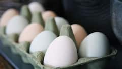 Eggs: सकाळी की रात्री कोणत्या वेळी अंडी खाल्ल्याने जास्त फायदे होतात का?