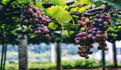 Theni news Pannier Grapes Price Increase  What is the reason tnn எக்கால சூழ்நிலைக்கு ஏற்றவாறு விலையும் பன்னீர் திராட்சை விலை அதிகரிப்பு - காரணம் என்ன?