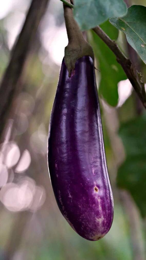 રીંગણના 8 સ્વાસ્થ્ય લાભો